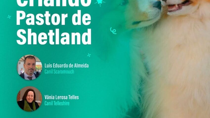 Live "Criando Pastor de Shetland"
